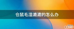 仓鼠毛湿漉漉的怎么办