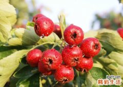 孕妇能吃山楂吗
