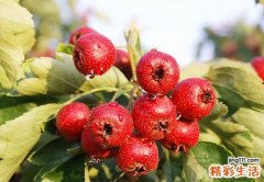 山楂的功效与作用