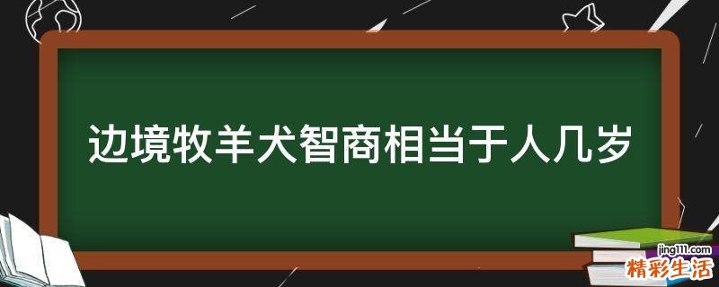 边境牧羊犬智商相当于人几岁
