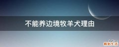 不能养边境牧羊犬理由