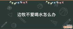 边牧不爱喝水怎么办