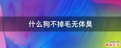什么狗不掉毛无体臭