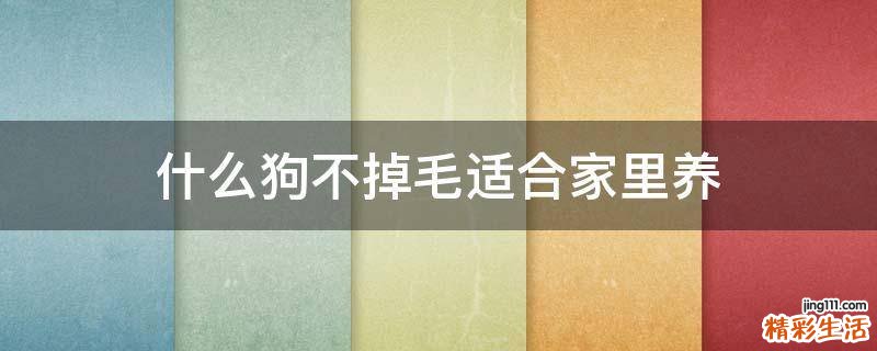 什么狗不掉毛适合家里养