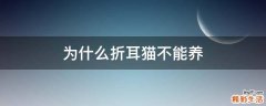 为什么折耳猫不能养