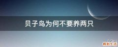 贝子鸟为何不要养两只