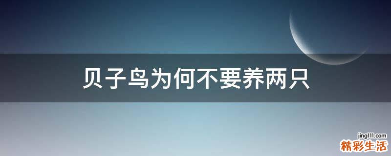 贝子鸟为何不要养两只