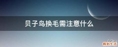 贝子鸟换毛需注意什么