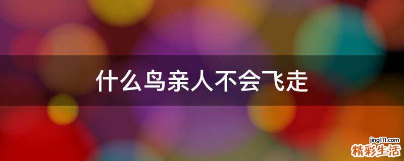 什么鸟亲人不会飞走