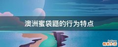 澳洲蜜袋鼯的行为特点