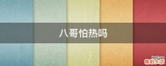 八哥怕热吗