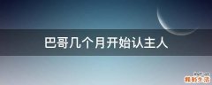 巴哥几个月开始认主人