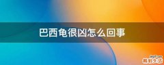 巴西龟很凶怎么回事
