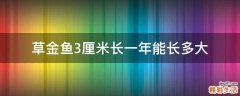 草金鱼3厘米长一年能长多大