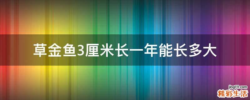 草金鱼3厘米长一年能长多大