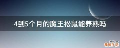 4到5个月的魔王松鼠能养熟吗