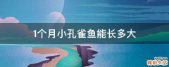 1个月小孔雀鱼能长多大