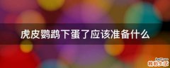 虎皮鹦鹉下蛋了应该准备什么
