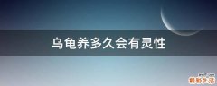 乌龟养多久会有灵性