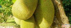 菠萝蜜是热性的吗 菠萝蜜湿气重还是热气重