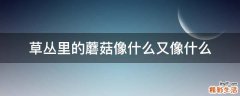 草丛里的蘑菇像什么又像什么