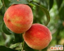桃子的营养价值及食用禁忌