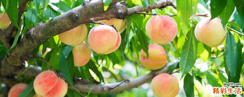 桃子vc含量高吗 含维生素c丰富的水果
