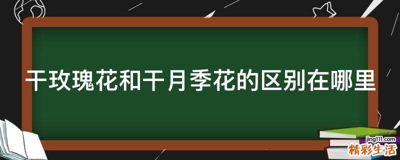 干玫瑰花和干月季花的区别在哪里