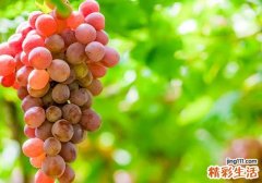 提子吃了上火吗 吃提子有什么注意事项