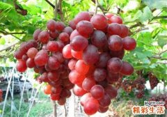 提子榨汁需要去皮吗 提子和什么一起榨汁好喝