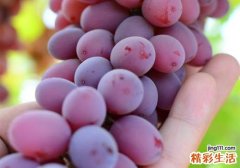 提子表面的白霜是什么 提子上的白霜能吃吗