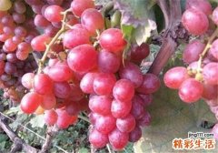 怀孕初期能吃提子吗 怀孕初期吃什么水果最好