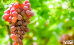 提子多少卡路里 吃提子会胖吗