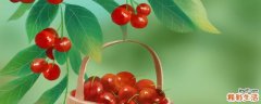 樱桃怎么挑才是最好的 樱桃吃多了会不会上火