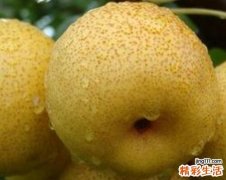 梨子皮的功效和作用