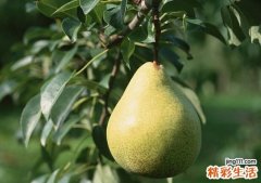 梨子的功效与作用
