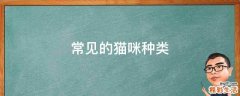 常见的猫咪种类