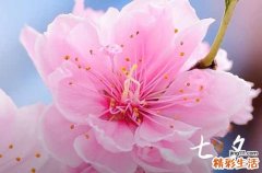 送老婆的七夕节祝福语2023