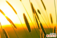 2023初伏是哪一天 今年三伏天什么时候入伏