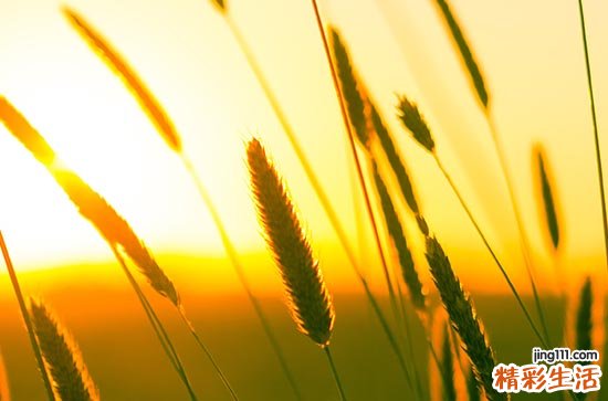 2023初伏是哪一天 今年三伏天什么时候入伏