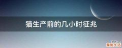 猫生产前的几小时征兆