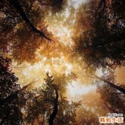 美颜抗皱紧肤法_怎样抗皱美容