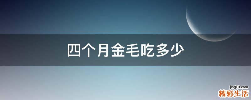 四个月金毛吃多少
