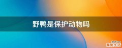野鸭是保护动物吗