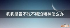 狗狗感冒不吃不喝没精神怎么办