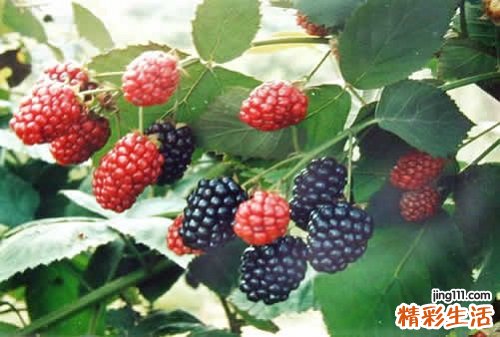 桑葚的功效与作用及禁忌