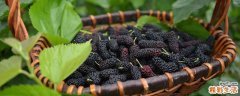 桑葚和枸杞子可以一起泡吗 桑葚和枸杞子泡水喝的功效