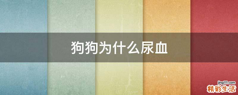 狗狗为什么尿血