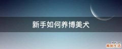 新手如何养博美犬