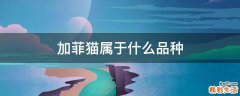 加菲猫属于什么品种